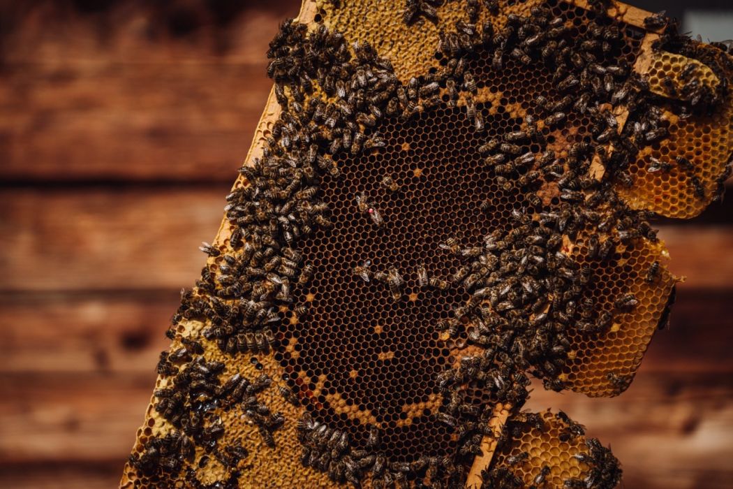 Bienen auf einer Honigwabe aus der eigenen Imkerei
